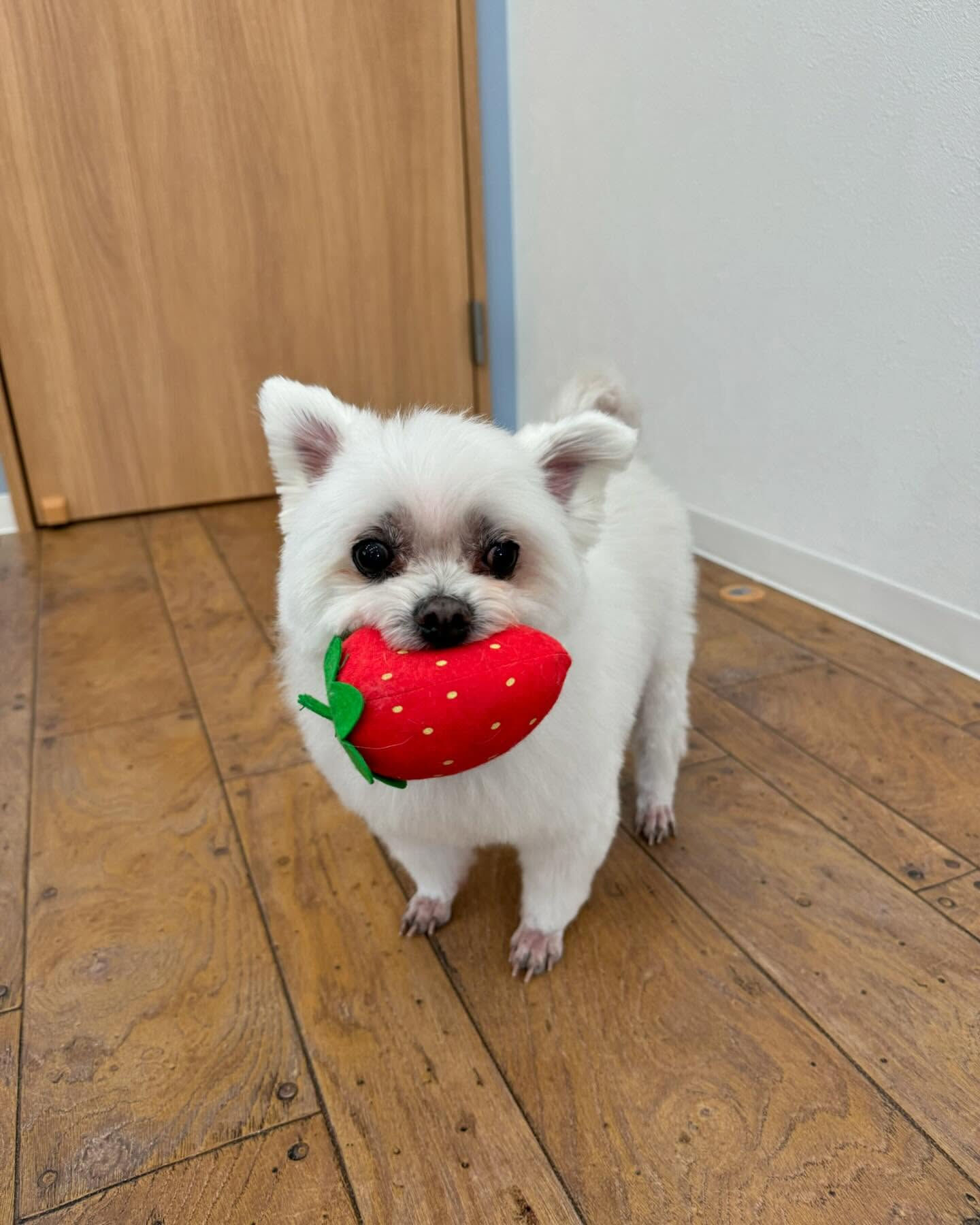 ご来店ありがとうございます✨